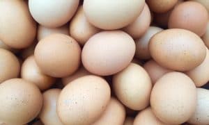 Egg producer