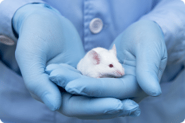 Australia passes bill to ban cosmetic animal testing