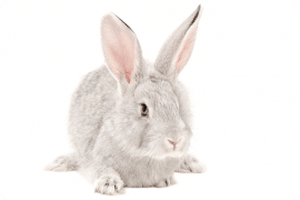 China moves closer to animal-testing ban on post-market cosmetics