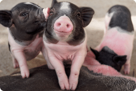 Start-Up Brand Create Vegan 'Pork' Scratchings