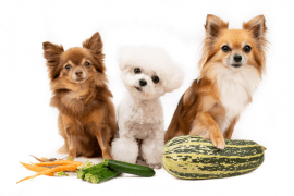 Ethical pet care brand HOWND launches nutritious vegan dog food