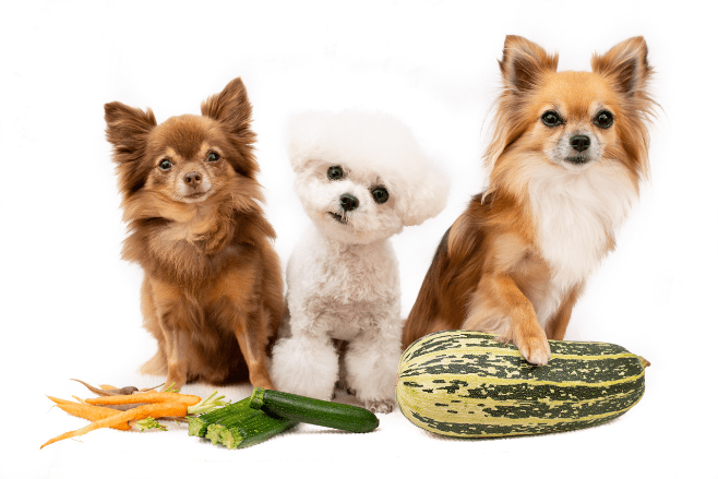 Ethical pet care brand HOWND launches nutritious vegan dog food - Vegan  Trade Journal
